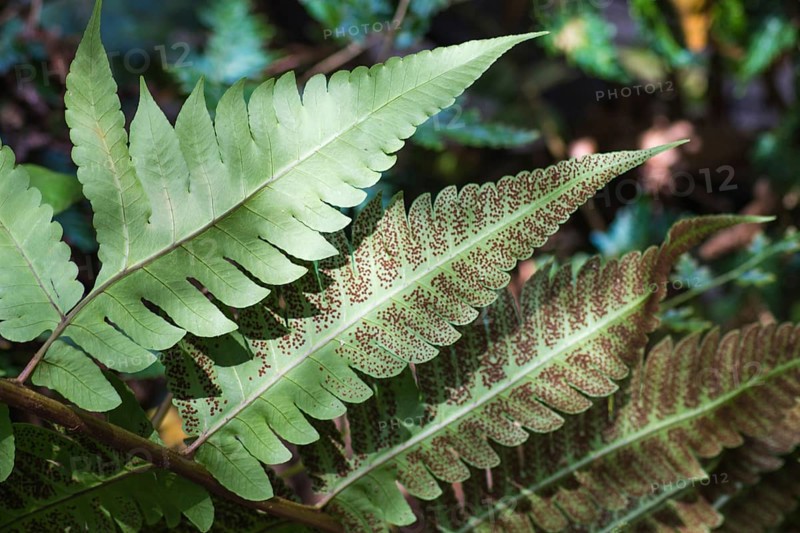 Ornamental fern leaves with spores in the botanical garden of Singapore