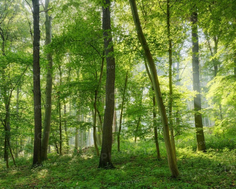 Natural mixed forest of oaks and beeches in the morning light, the sun shines through the morning mist, near Freyburg (Unstrut), Saxony-Anhalt, Germany, Europe