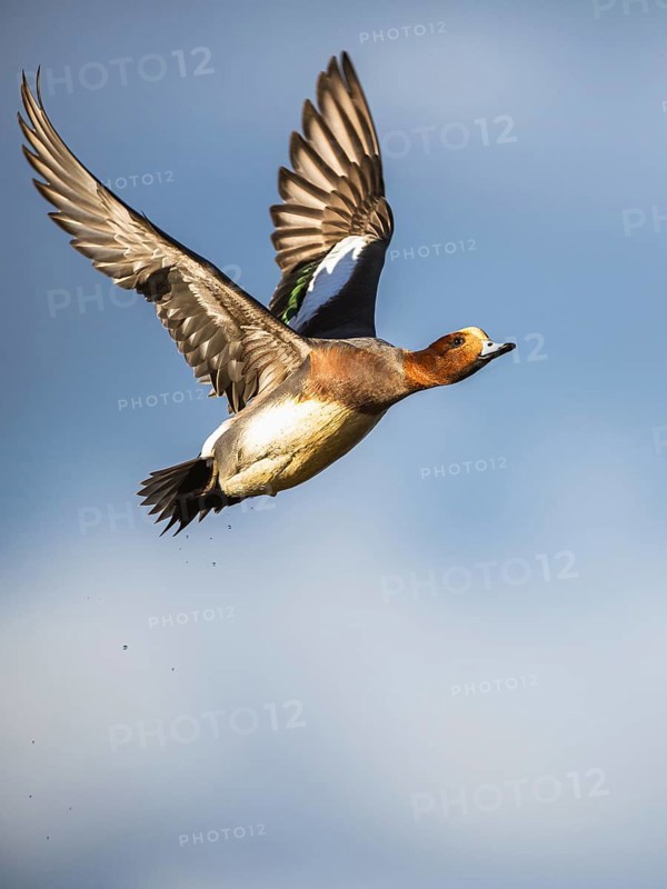 Eurasian Wigeon, (Mareca penelope) male in flight over marshes