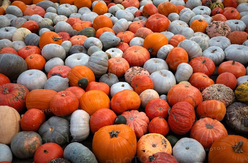 Various ornamental pumpkins, pumpkins, Ludwigsburg, Baden-Württemberg, Germany, Europe