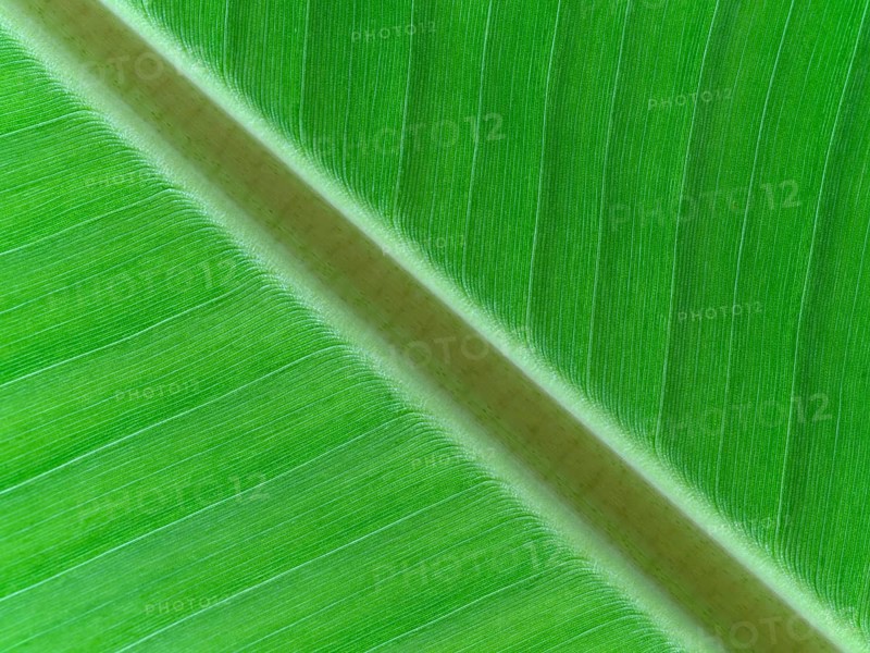 Macro photograph of a leaf of Musa x paradisiaca, plantain, cooking banana
