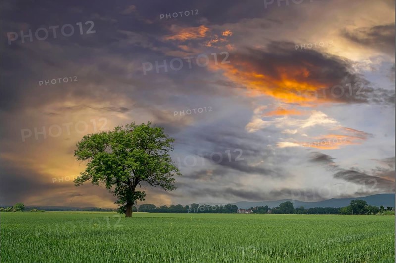 Standing alone tree in the field between Rinteln and Eisbergen sunset Porta Westfalica Germany