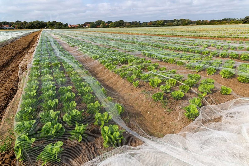 Rows of lettuce crop protected by netting growing in field, Bawdsey, Suffolk, England, UK