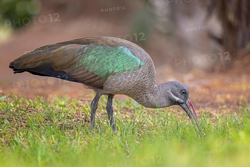 Hagedash (Bostrychia hagedash) Family of ibises and spoonbills, foraging, poking in the ground, habitat, Fuerteventura, Spain, Europe