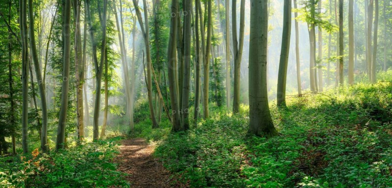 Hiking trail through natural green beech forest in the morning light, the sun shines through the morning mist, near Freyburg (Unstrut), Saxony-Anhalt, Germany, Europe