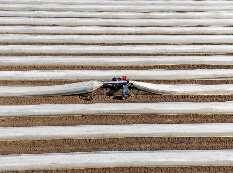DefaultAsparagus harvest on the Lower Rhine, near Wesel, asparagus field under thermo foil, for faster growth, even in cold weather conditions, with the help of an asparagus spider the harvesters prick the asparagus, the machine lifts the foil tunnel and after pricking it puts the plastic foil back on the asparagus stem, North Rhine-Westphalia, Germany, Europe