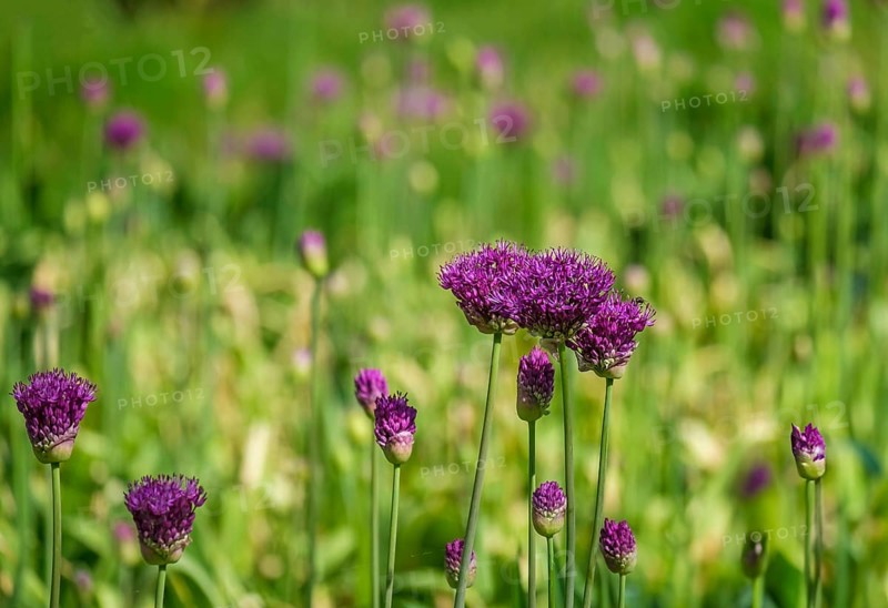 Ornamental leek (Allium sp.), inflorescence, Netherlands