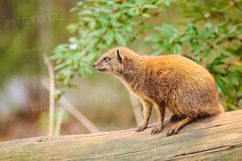 Ethiopian dwarf mongoose (Helogale hirtula) sitting on an old tree trunk, Bavaria, Germany, Europe