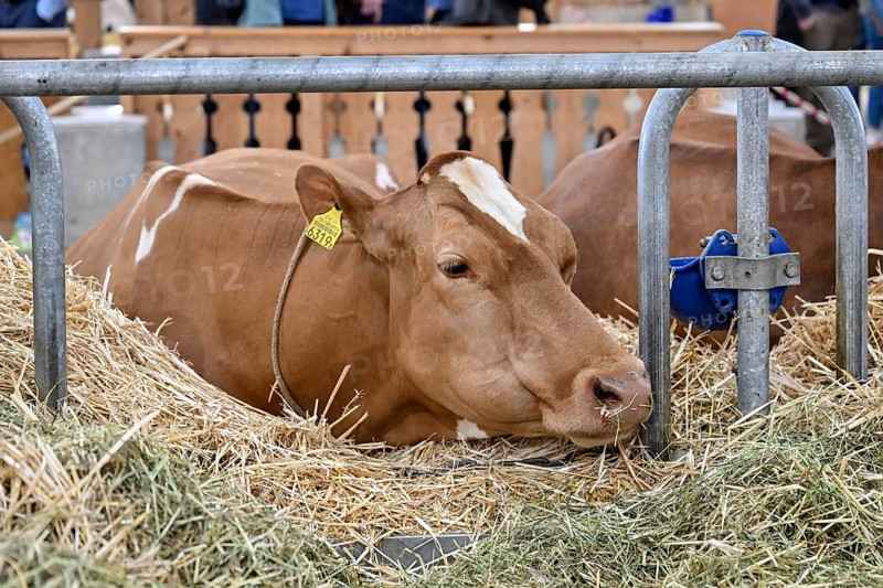 Swiss Fleckvieh dairy cow