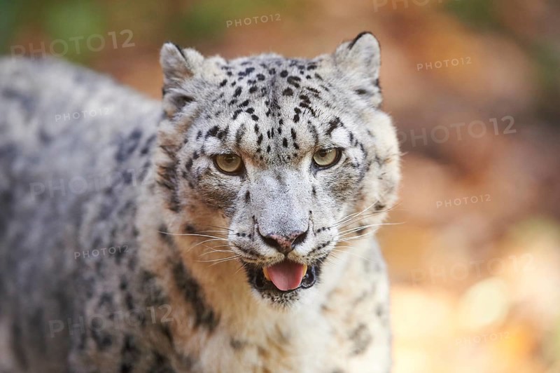 Snow leopard (Panthera uncia) or (Uncia uncia) portrait in autumn, captive