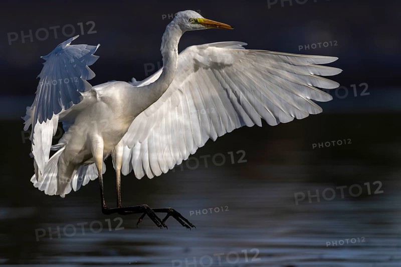 Great White Egret, (Ardea cinerea), landing in the shallows of a fish pond, Lusatia, Saxony