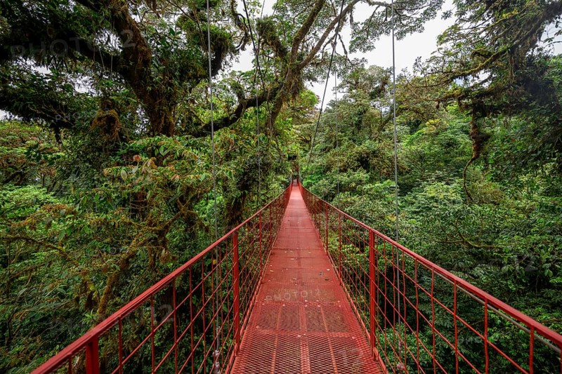 Red suspension bridge between the treetops in the rainforest, Monteverde cloud forest, Monte Verde, Puntarenas province, Costa Rica, Central America