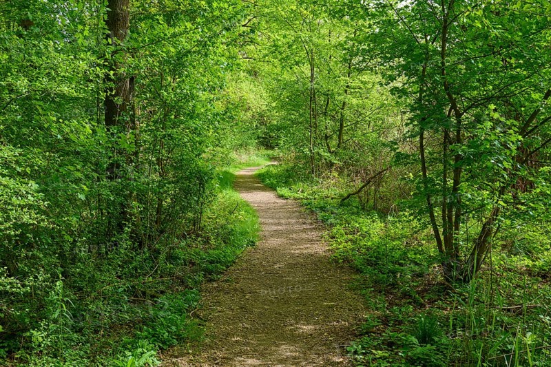 A quiet path surrounded by green trees and blooming flowers on a sunny spring day, Kinzigaue, Erlensee, Hanau, Hesse, Germany, Europe