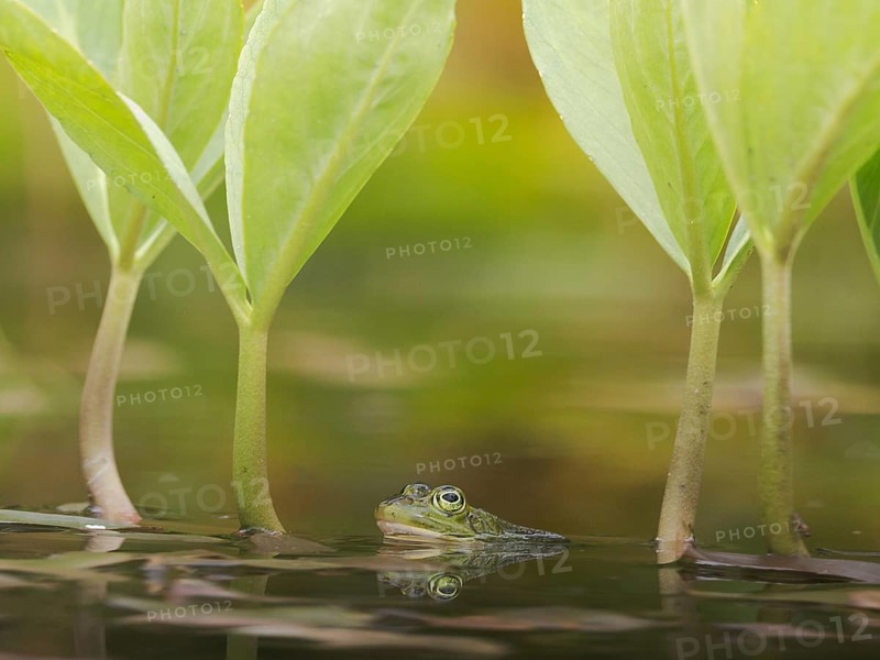 Green frog (Pelophylax esculentus) in a pond with reflection, North Rhine-Westphalia, Germany, Europe