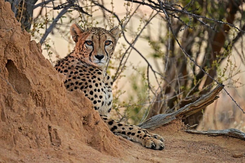 Cheetah (Acinonyx Jubatus) lying next to a termite mound, Okonjima Game Farm, Namibia, Africa