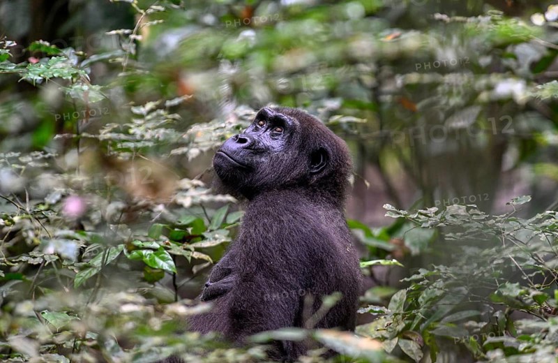 Western lowland gorilla (Gorilla gorilla gorilla), female, Loango National Park, Parc National de Loango, Ogooué-Maritime Province, Gabon, Africa