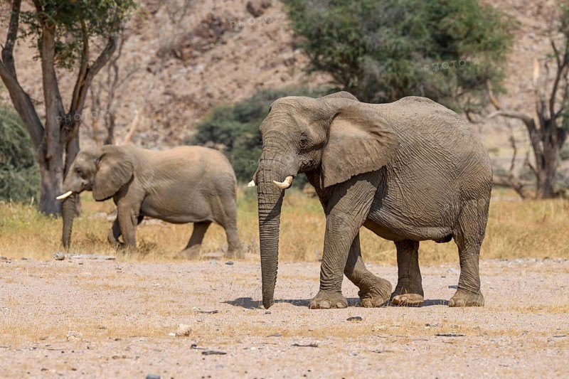 Desert elephants (Loxodonta africana) in the Huab dry river, Damaraland, Kunene region, Namibia, Africa