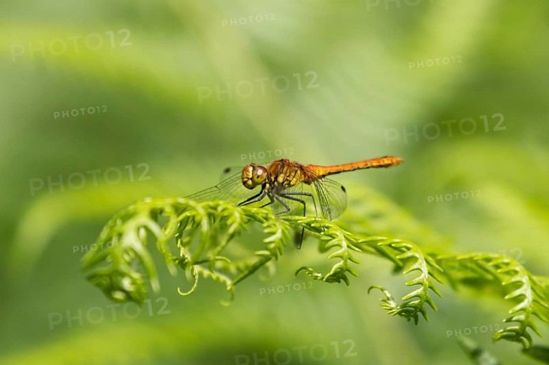 Common darter dragonfly (Sympetrum striolatum) adult insect resting on a Bracken plant leaf, Suffolk, England, United Kingdom, Europe