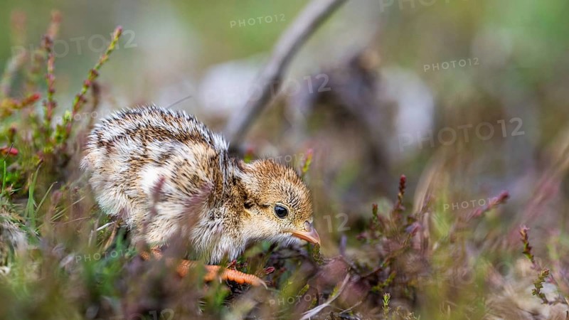 Chick of Red-legged Partridge, Alectoris rufa, North York Moors National Park, Yorkshire, England, United Kingdom, Europe