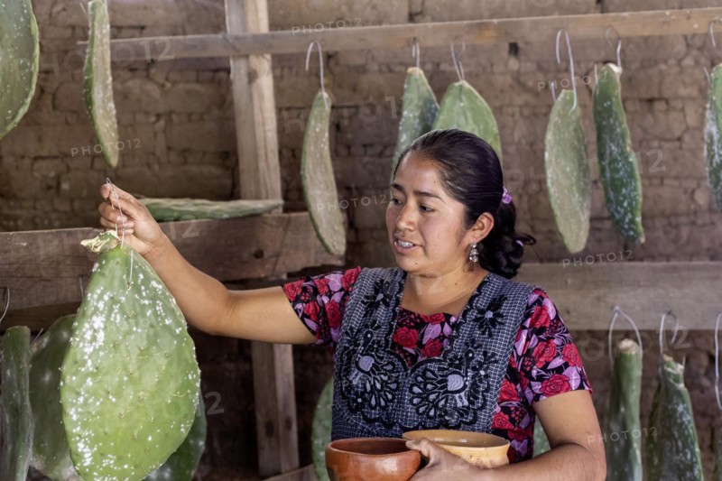 Teotitlan del Valle, Oaxaca, Mexico, Rural women in the Tlacolula Valley of Oaxaca benefit from a microfinance loan program run by the nonprofit En Via Foundation. Women can get interest-free loans starting at 1500 pesos ($75 US) to start or expand a business. The organization also gives classes in business basics, English, and internet marketing. Microloan recipient Brenda Martinez Gonzalez grows cochineal bugs on the paddles of the nopal cactus. The bugs (white) are dried, then crushed to make a natural red dye, Central America