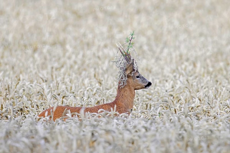 European roe deer (Capreolus capreolus) buck, male with twig stuck in its antlers during the rut in wheat field, cornfield in summer