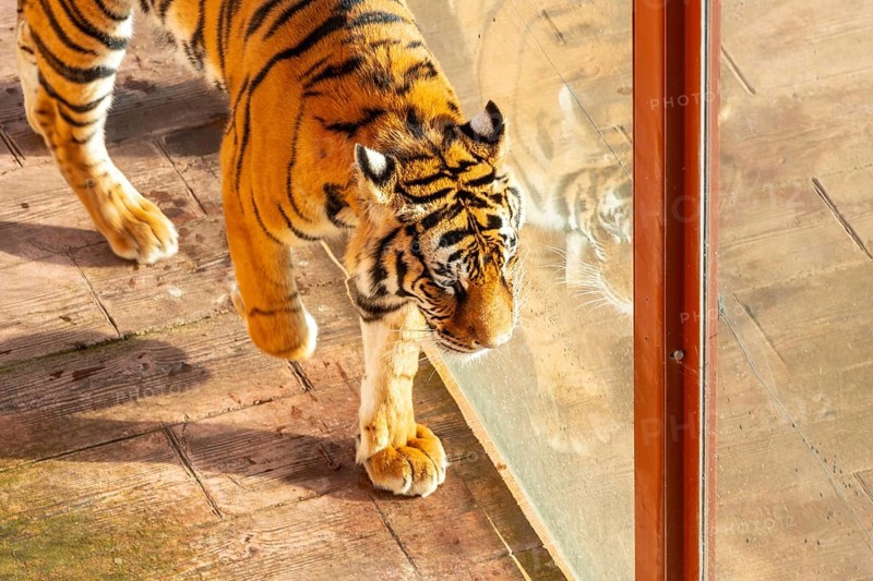 A tiger is walking on a brick floor. The tiger is looking at the camera