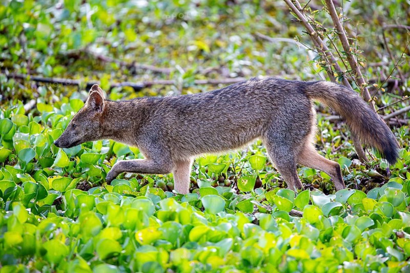 South American forest fox (Cerdocyon thous) Pantanal Brazil