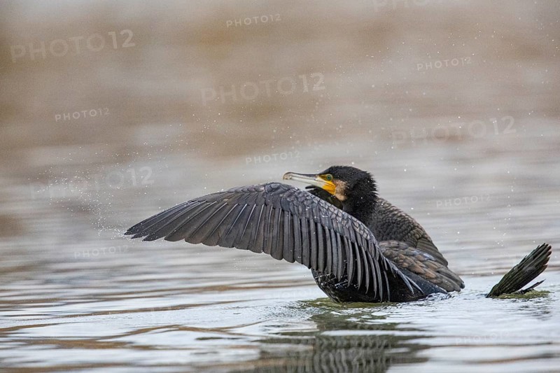 Cormorant (Phalacrocorax carbo) in the water Germany