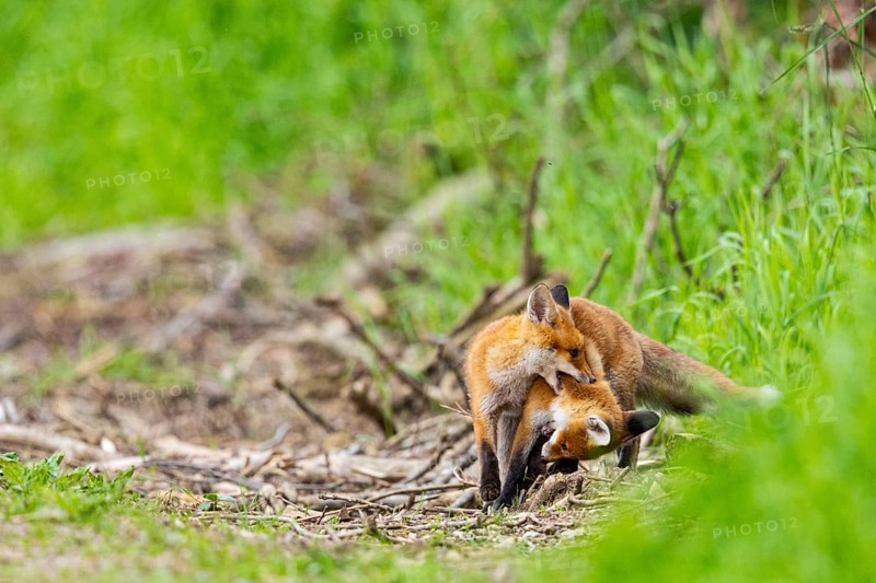 Fox (Vulpes vulpes) puppy Germany