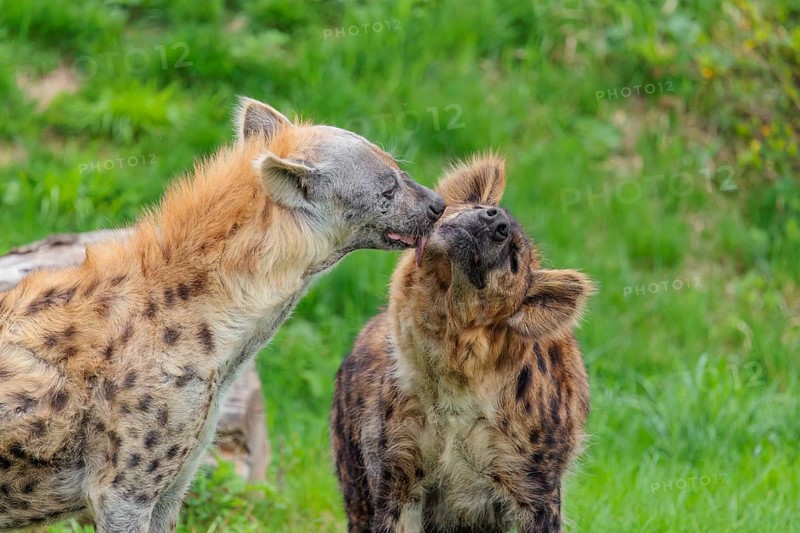 Two adult spotted hyenas (Crocuta crocuta), one male and one female, display courtship behavior