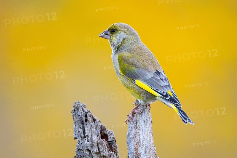 Greenfinch (Carduelis chloris) Germany
