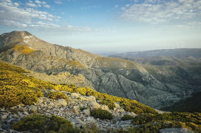 Gorse in the Gredos Mountains, Ávila, Spain, Europe