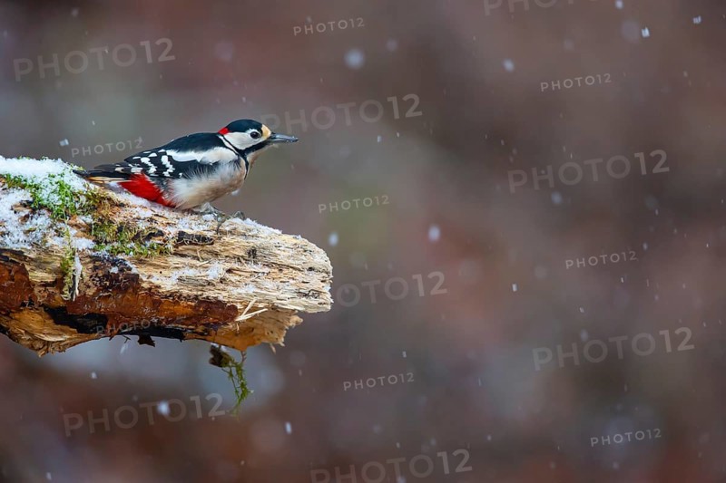 Great spotted woodpecker (Dendrocopus major) male in the snow, Germany, Europe