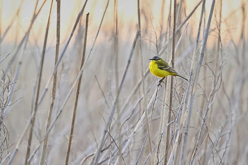 Yellow wagtail (Motacilla flava), male on a reed, Lake Neusiedl National Park, Seewinkel, Burgenland, Austria, Europe
