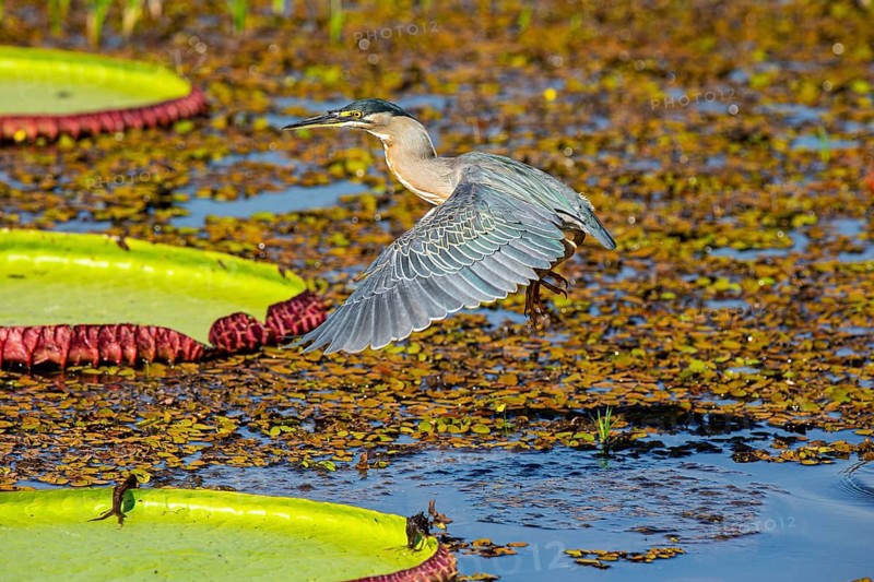 Mongrove Heron (Butorides striatus) Pantanal Brazil