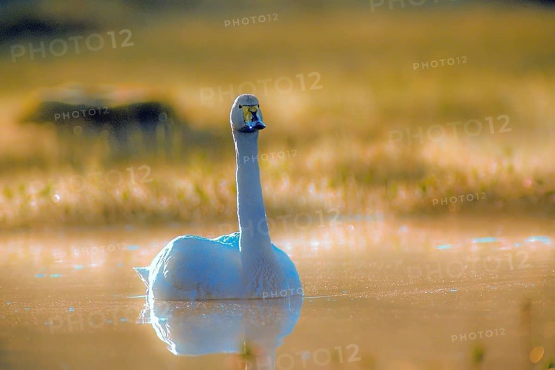 Whooper swan. Cygnus cygnus. Whooper swan resting on a lake. Kuusamo area. Finland