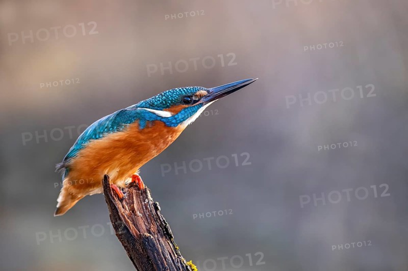Common kingfisher (Alcedo atthis), threatening posture, sees a sparrowhawk, Tyrol, Austria, Europe