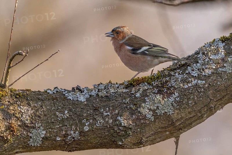 Eurasian Chaffinch Male (Fringilla coelebs) on branch. Lower Rhine, Alsace, France, Europe