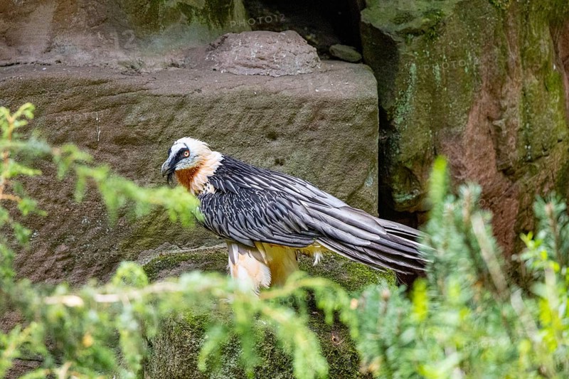 Bearded vulture (Gypaetus barbatus) captive Germany