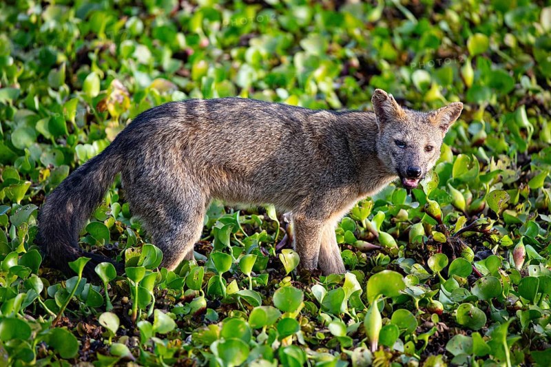 South American forest fox (Cerdocyon thous) Pantanal Brazil