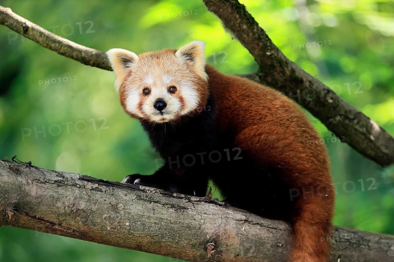Western Red panda (Ailurus fulgens), adult, on tree, Himalayas, Central Asia