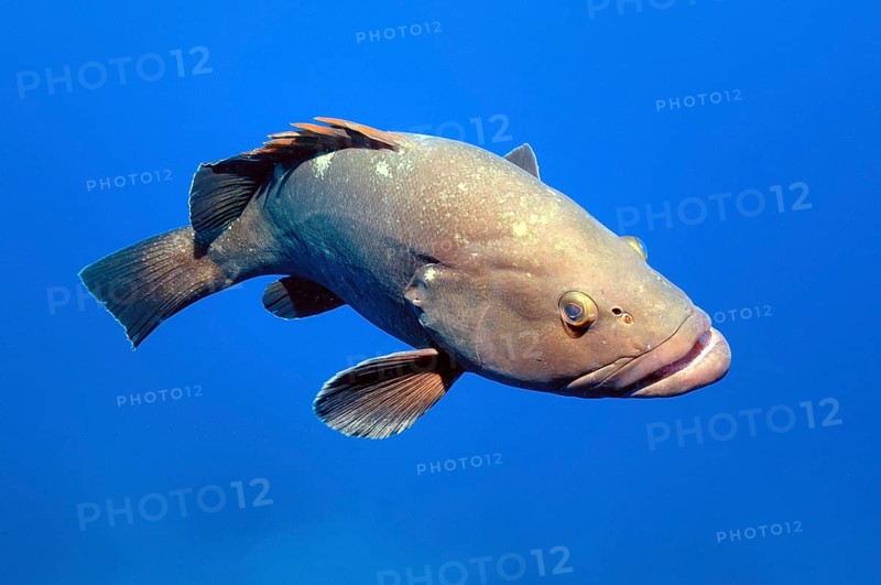 Dusky Grouper (Epinephelus marginatus) swimming through blue sea water, Sardinia, Italy, Europe