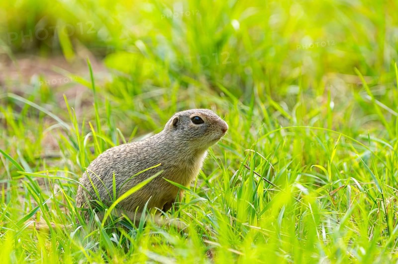 European ground squirrel (Spermophilus citellus) on a meadwo, Bavaria, Germany, Europe
