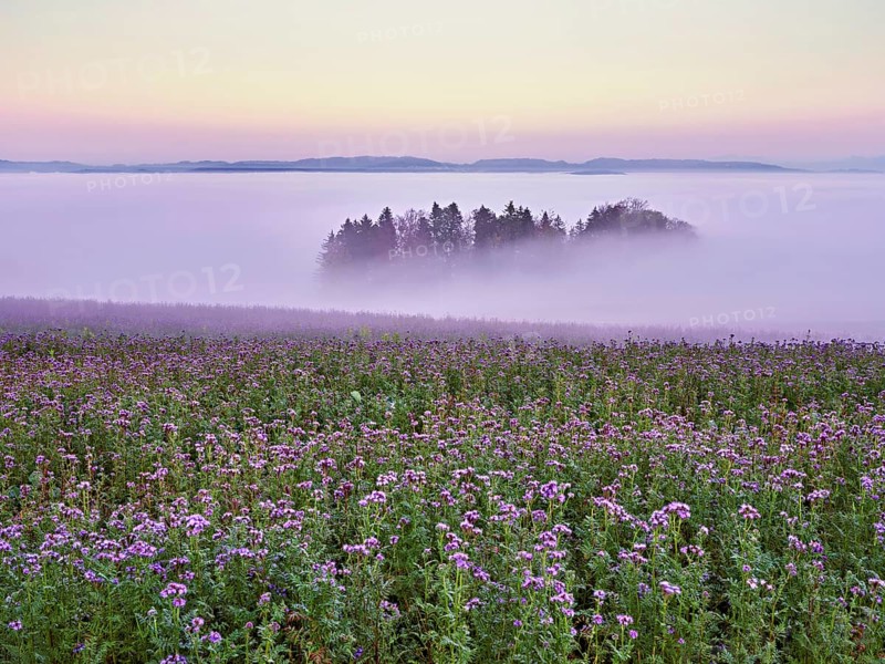 Field of flowering bee friend (Phacelia tanacetifolia), forest shrouded in fog behind, Winterschwil, Freiamt, Canton Aargau, Switzerland, Europe