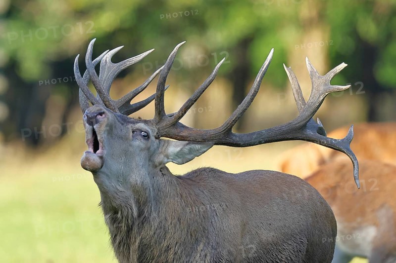 Red deer (Cervus elaphus) during the rutting season, a capital stag roaring in a forest clearing, animal portrait, wildlife, Sauerland, North Rhine-Westphalia, Germany, Europe