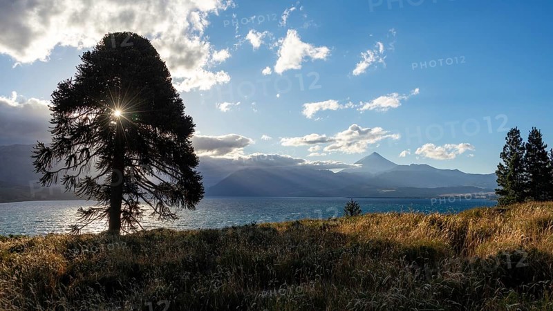 Monkey puzzle trees (Araucaria araucana) at the lake Lago Huechulafquen with the volcano Lanin in the backlight, National Park Lanin, Patagonia, Argentina, South America
