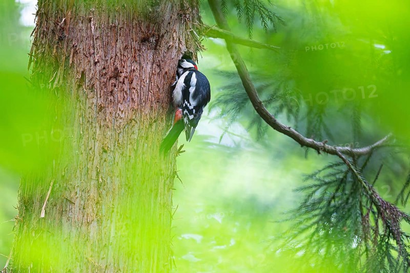 Great spotted woodpecker (Dendrocopos major), male looking into the entrance hole of the breeding cavity, Bad Homburg, Hesse, Germany, Europe