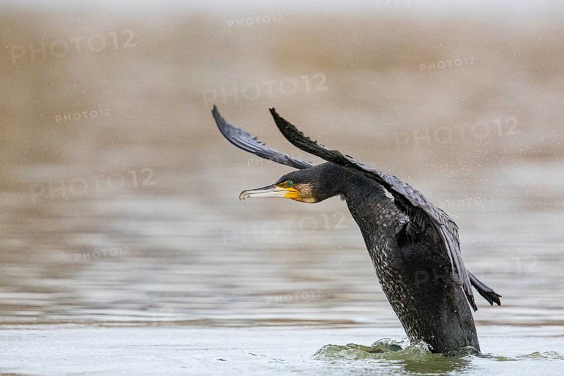 Cormorant (Phalacrocorax carbo) Germany