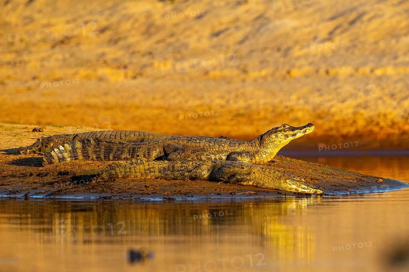 Spectacled caiman (Caiman crocodilius) Pantanal Brazil