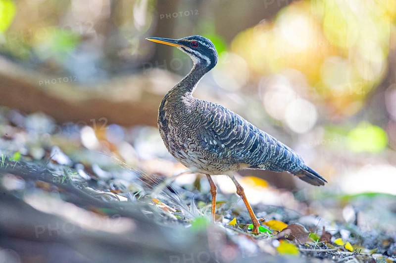 Sun rail (Eurypyga helias) Pantanal Brazil